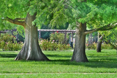 Sok ág leszakadt, de jól bírta a hétfői vihart a város nyolcvanezres faállománya